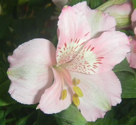 Peruvian lily | Pet Poison Helpline