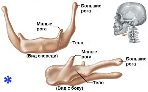 Перелом подъязычной кости: первая помощь, лечение, реабилитация