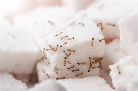 7 Tips for Dealing With Florida Sugar Ants - One Two Tree