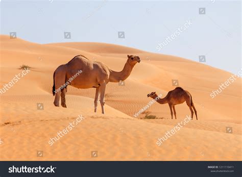 Two Middle Eastern Camels Desert Stock Photo (Edit Now) 1211110411 ...