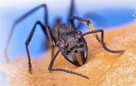 Excruciatingly Painful Bullet Ant Glove Test in Brazil Welcomes Young ...