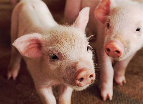meat industrys super pigs  ravaging  countryside