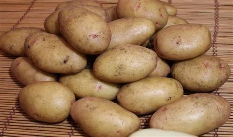 Сорт картофеля жуковский ранний: описание, посадка и уход русский фермер