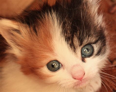 Cat Nutritional Supplements for Optimal Health