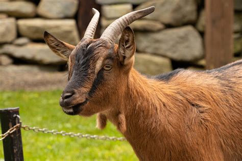 "Brown Goat" Images – Browse 368 Stock Photos, Vectors, and Video ...