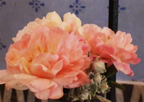 pivoine corail | Pivoines corail, Pivoine, Mariage
