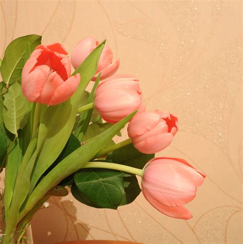 Tulips 2 Free Stock Photo - Public Domain Pictures