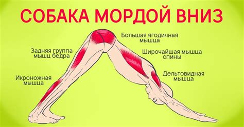 Собака мордой вниз