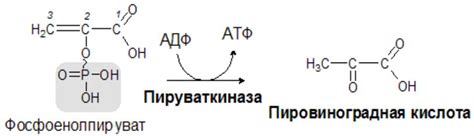 Презентация на тему: ГЛИКОЛИЗ- подготовительный этап