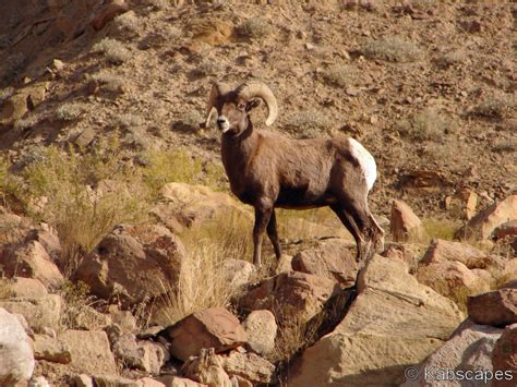 Bighorn Sheep - Kabscapes