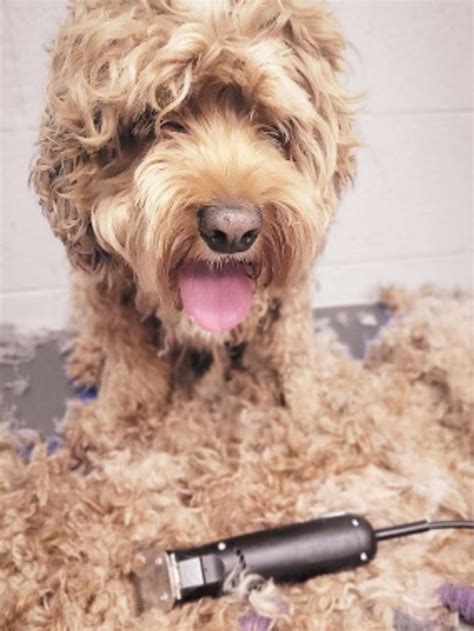 how to get rid of mats on dogs