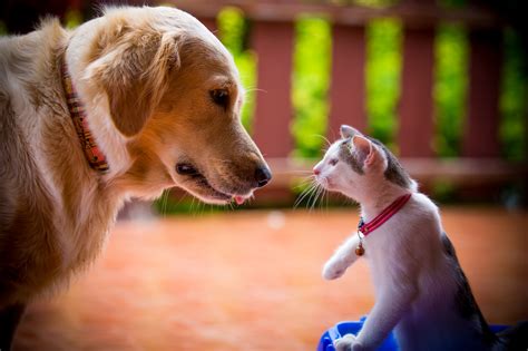 Internet Amused as Cat Still Hates New Puppy Three Months Later - Newsweek