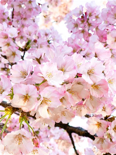 Cherry Blossoms Dc DC Cherry Blossoms: The Most Stunning Photos You Ve