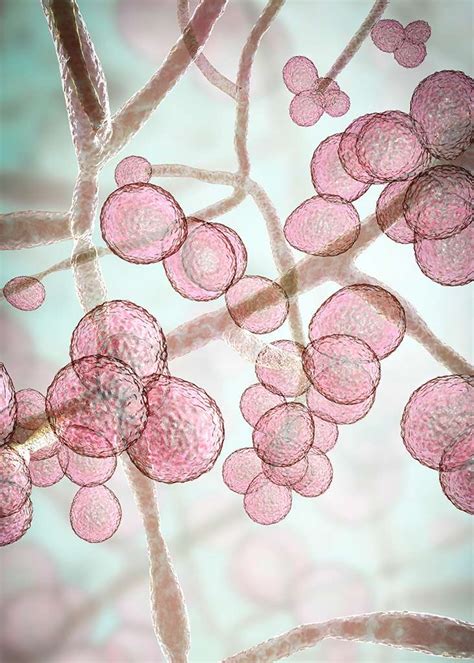 Candida: What You Need to Know - Kelsey Ale