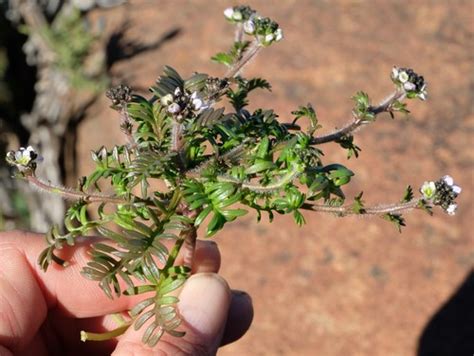 Heliophila pubescens · iNaturalist
