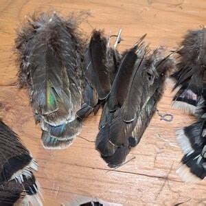 20 Assorted Turkey Tail Feathers Natural Cruelty Free - Etsy