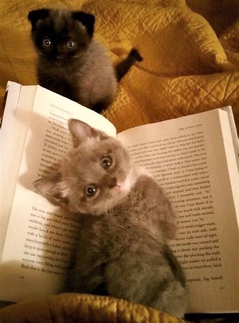 Кавайняшка: Котята и книги - YouLoveIt.ru