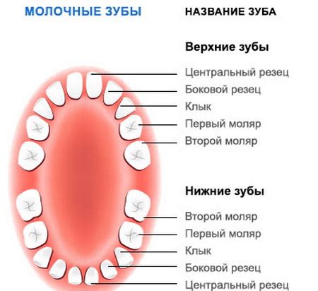 Сколько молочных зубов должно быть у ребенка в 2 года