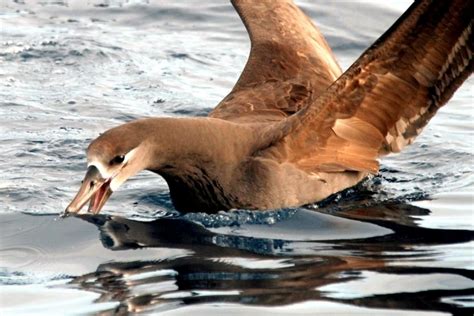 Black-footed Albatross – "OCEAN TREASURES" Memorial Library