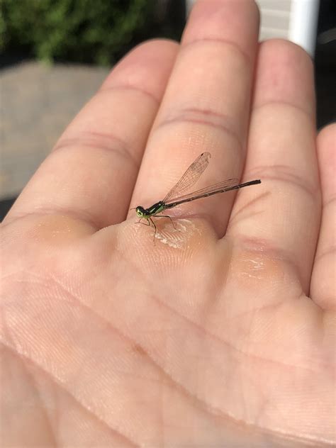 Saved this little soul from drowning in my pool and I thought it was ...