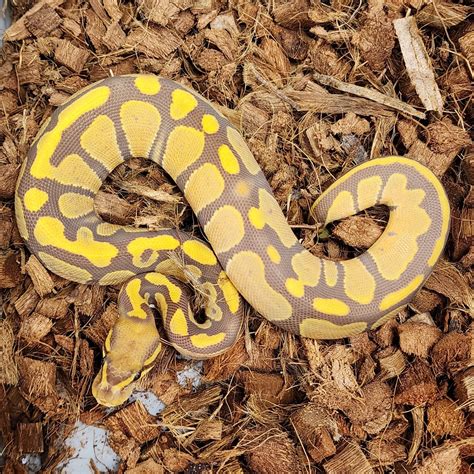 ultramel het hypo ball python  marcial mendez morphmarket