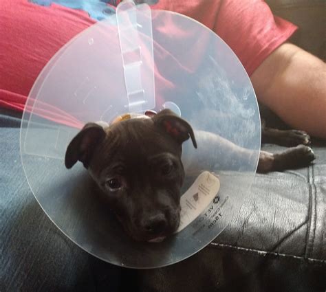 ADVANCED VETERINARY CARE GROUP Gallery