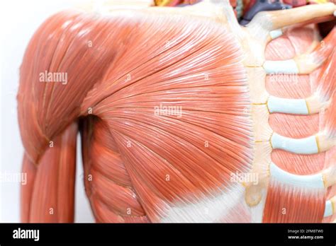 Human musculature anatomy model Stock Photo - Alamy