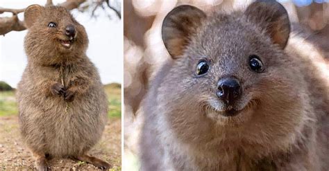 Quokka: Características, Comportamiento y Peligro de Extinción