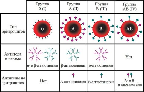 Группы крови – классификация, чем отличаются, совместимость, описание и ...