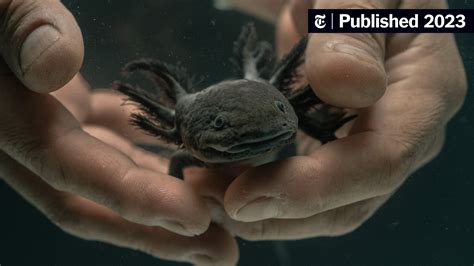 ¿Qué se necesita para salvar a los ajolotes en México? - The New York Times