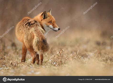 Close View Fox Natural Habitat Stock Photo by ©kwasny222 218643140