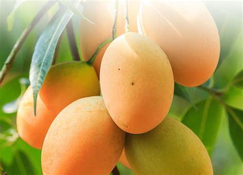 How to grow your mango farming game - A Guide