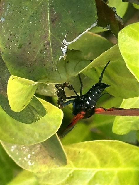 What is this large flying insect from treasure coast of florida