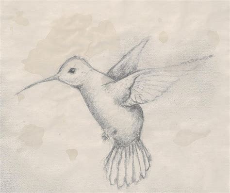 Hummingbird Pencil Sketch at PaintingValley.com | Explore collection of Hummingbird Pencil Sketch