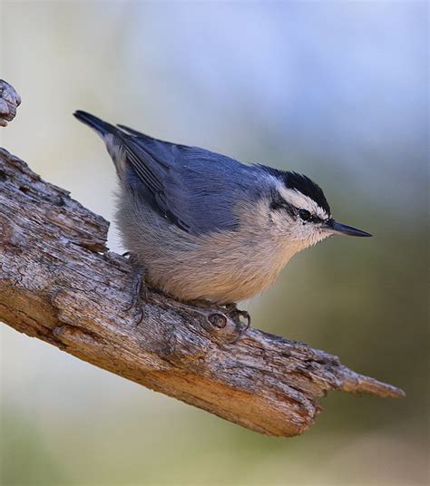 Beautiful European Birds: A Guide to 10 Endemic Species