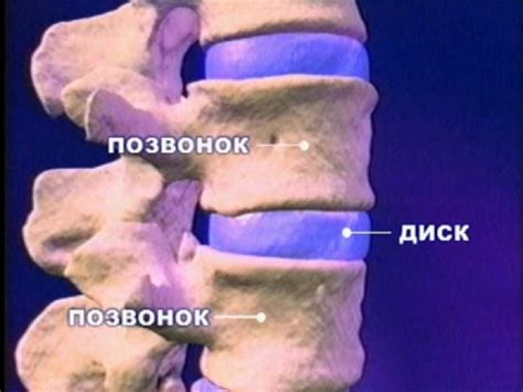 Позвоночник. Основные функции скелета - презентация онлайн