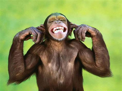 Funny Monkey Vector PNG Images, Cartoon Vector Funny Monkey - Clip Art ...
