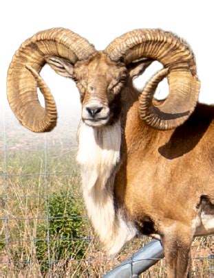 Transcaspian Urial - Blackjack Breeders