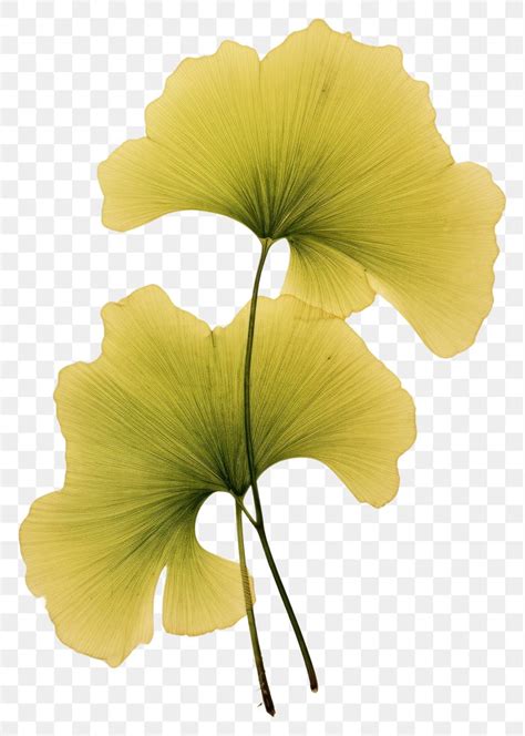 Filter PNG Images | Free Photos, PNG Stickers, Wallpapers & Backgrounds ...