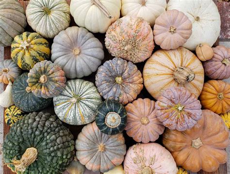 squash questionnaire  christina gonzales blog