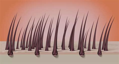 Partes del pelo y estructura capilar | Bioscalin