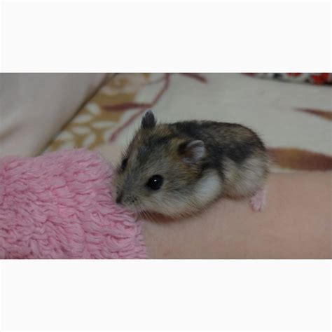 Продам хом'ячків, купити хом'ячків, Киев — PetsUA