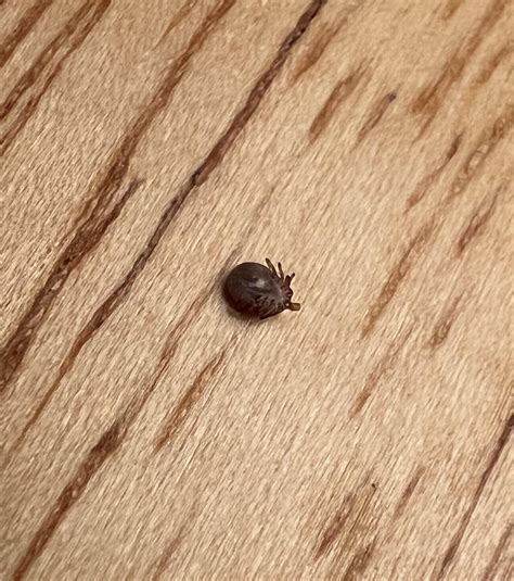 Tick id? Mid Missouri : r/ticks