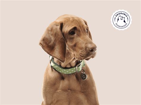PETZ | Behance