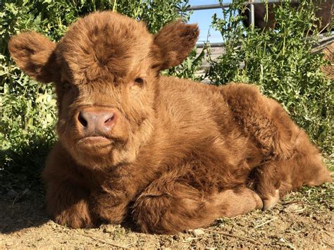 Highland Cattle Info, Size, Lifespan, Uses, and Pictures