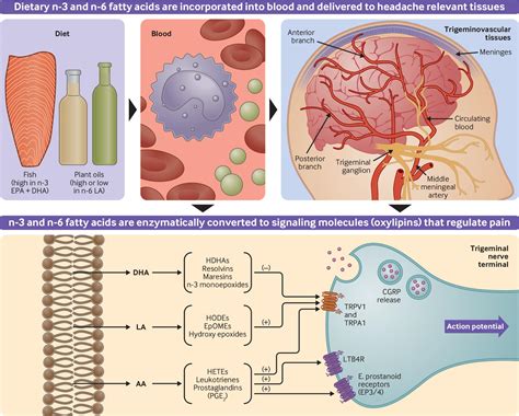 Dietary alteration of n-3 and n-6 fatty acids for headache reduction in