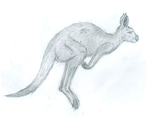 Kangaroo Sketch — Weasyl