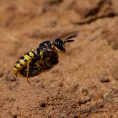 Bee Wolf Wasp with Honey Bee | Rushden and District Photographic Society