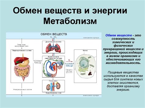 Обмен веществ и энергии. Метаболизм - презентация онлайн