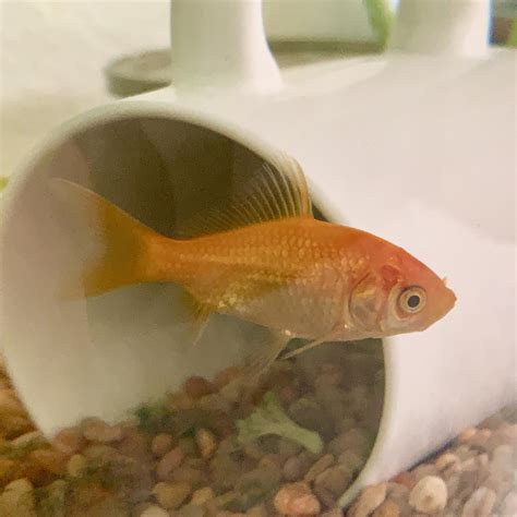 goldfish as pets 12